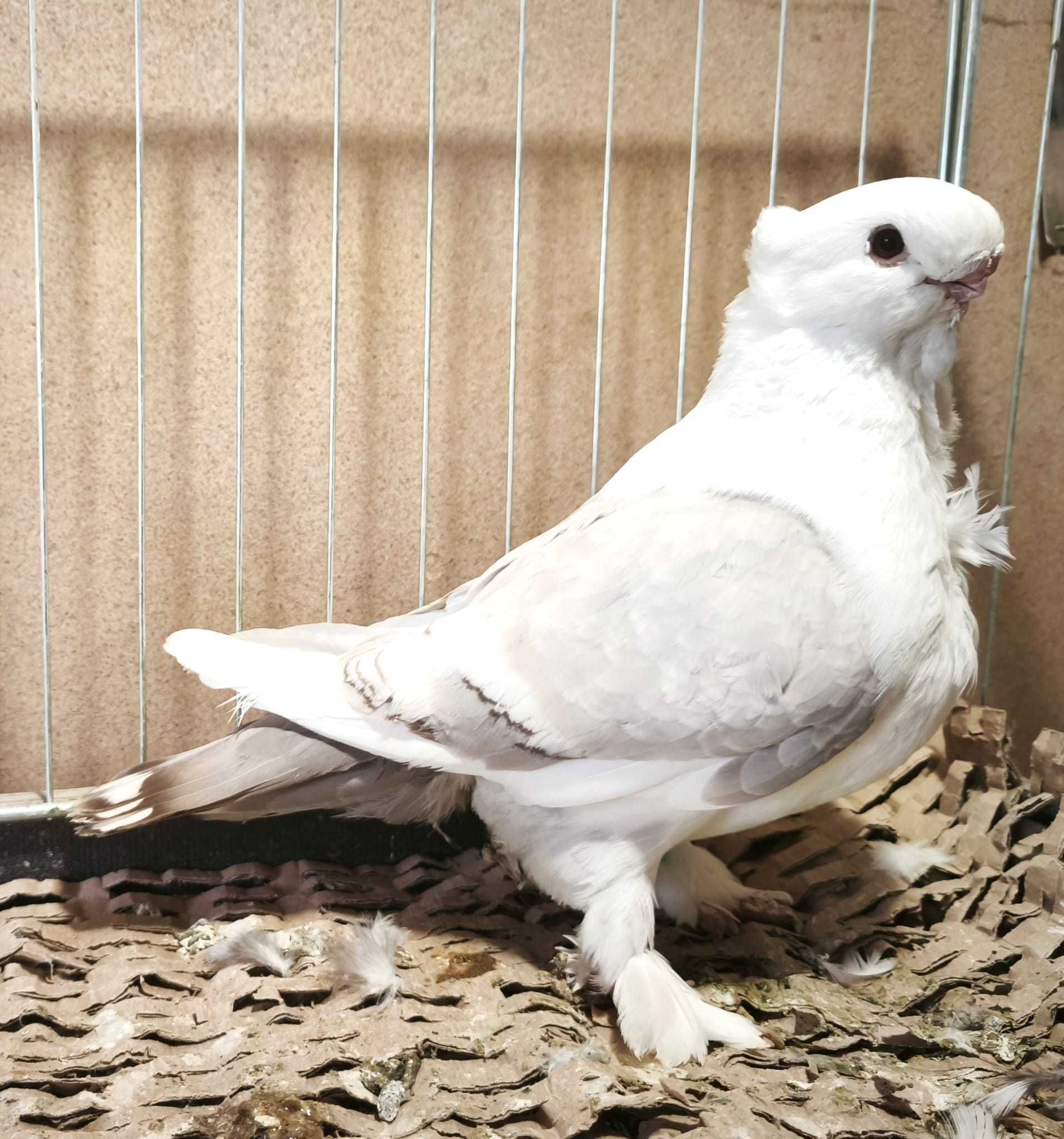 Mewka orientalna bluety