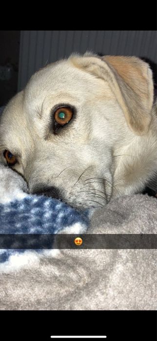 Oddam w dobre rece suczke lune