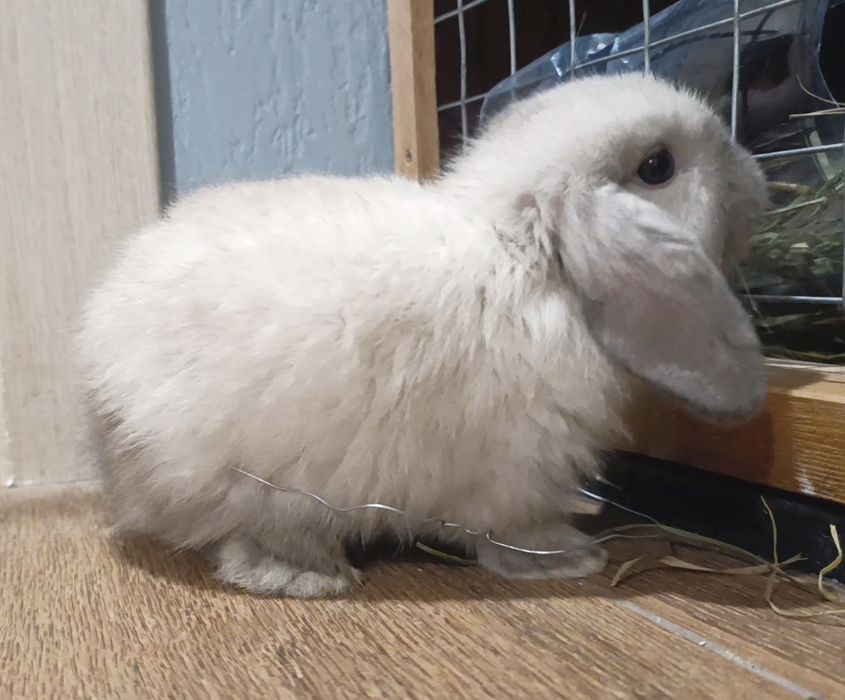 Кролик декоративний баранчик міні