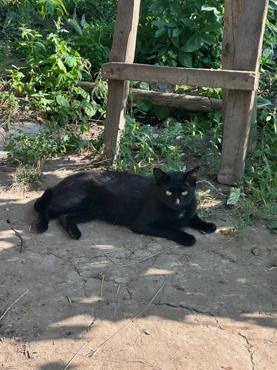 Котик в добрі руки