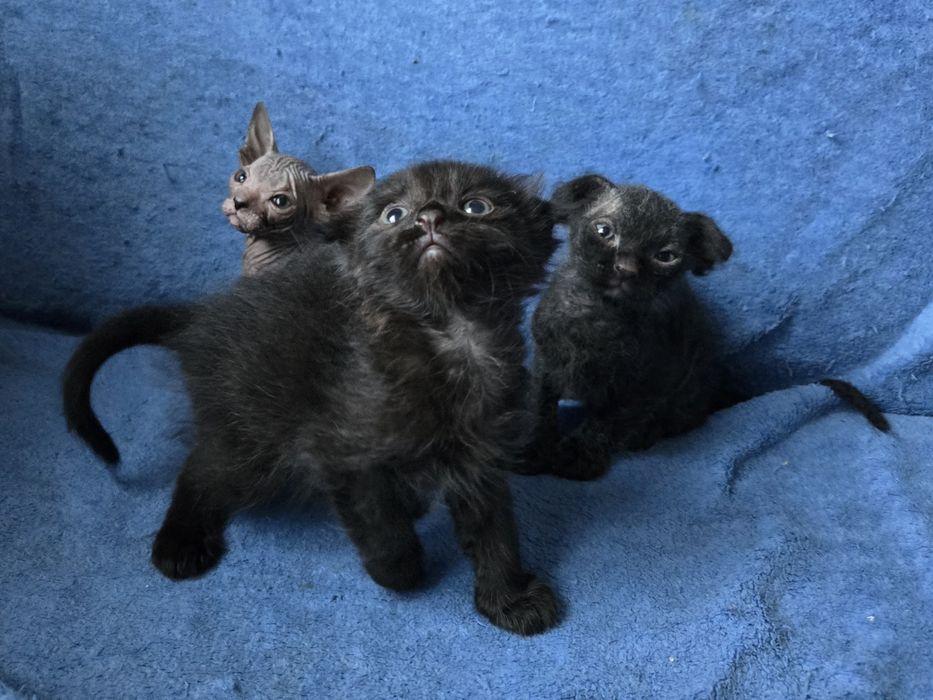 Кошенята сфінкс браш донський український левкой