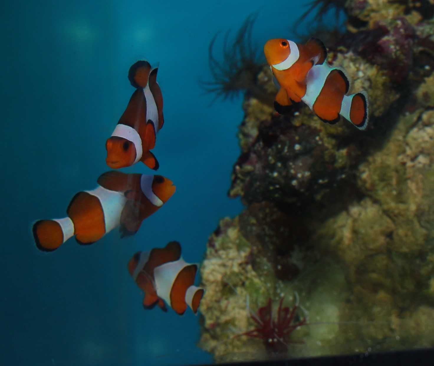 Amphiprion ocellaris  błazenek. Morskie