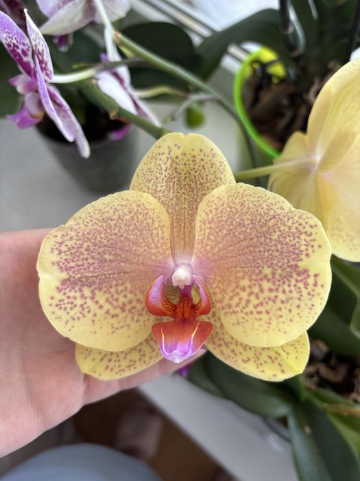 Орхидея пульсейшен , домашня