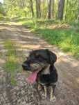 Czarek do adopcji