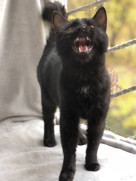 Котик 5 месяцев бесплатно