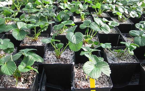 Morangueiros que dão morangos gigantes muito saborosos