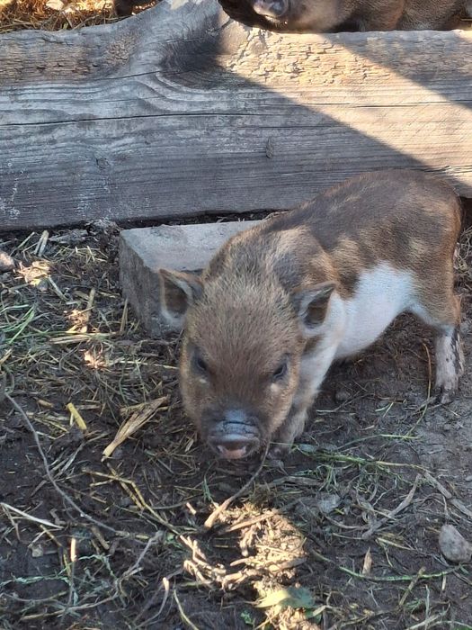 Stado mini świnek