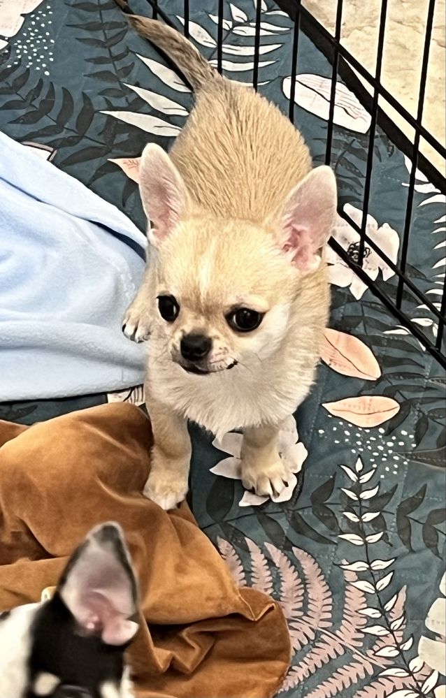 CHIHUAHUA MACHO PEQUENINO