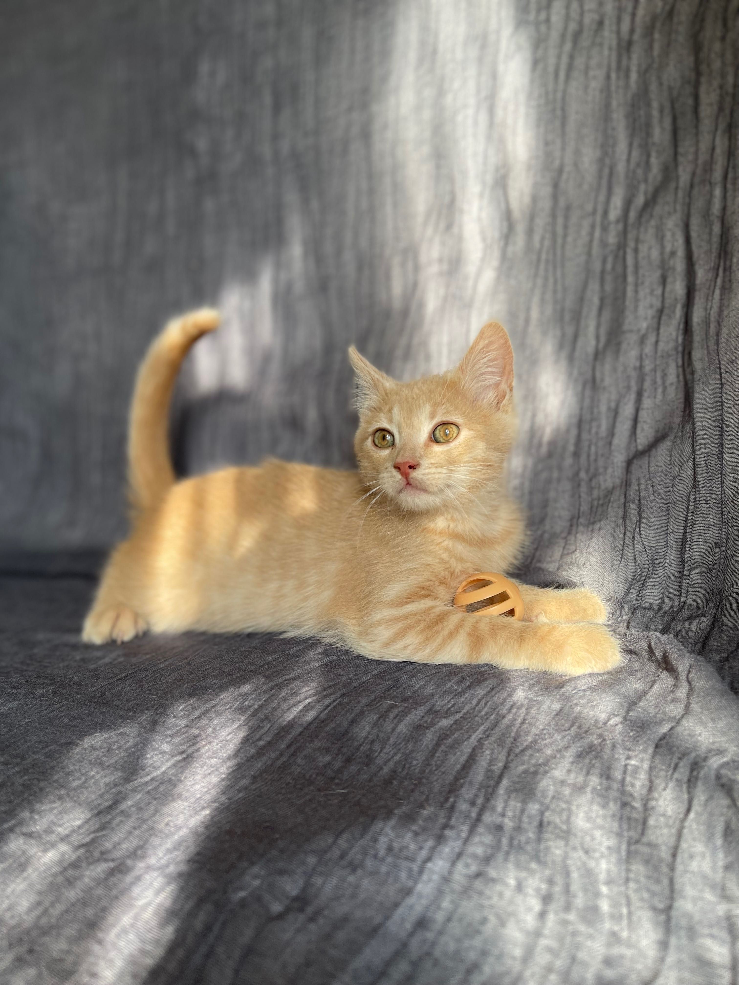 Котята отдам красивый котенок