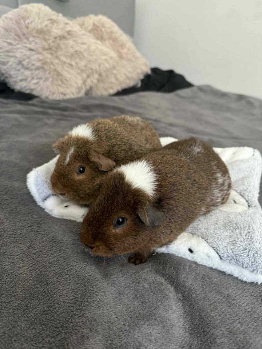 2 samiczki us teddy świnki morskie