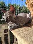 WCF DON Sphynx kotek