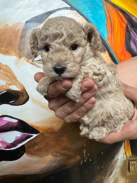 Rezerwacja - MALTIPOO 1FB - pies | 75% PUDEL TOY 25% MALTIPOO