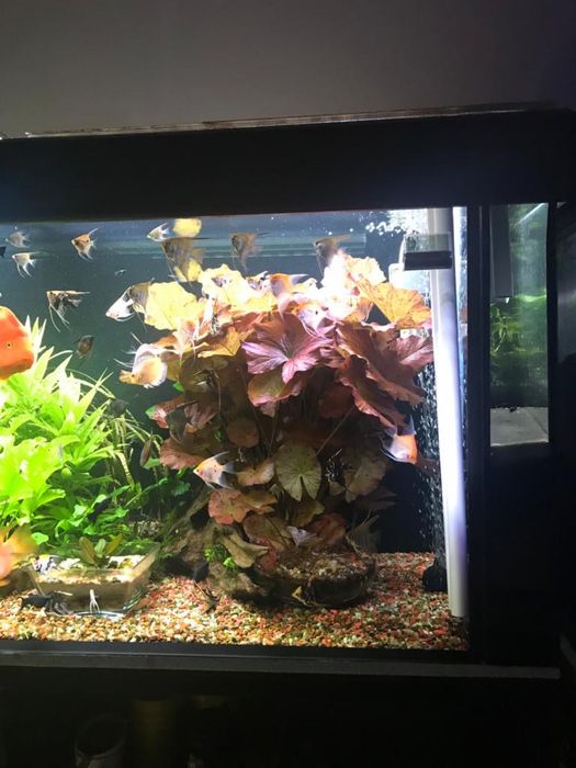 Roślina Lotos czerwony i zielony