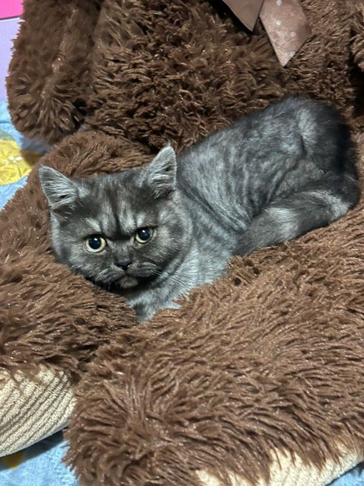 Gato scottish Straight