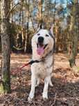 Haczi 4 letni pies Husky