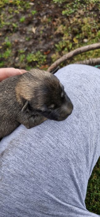 Pieski do oddania za darmo