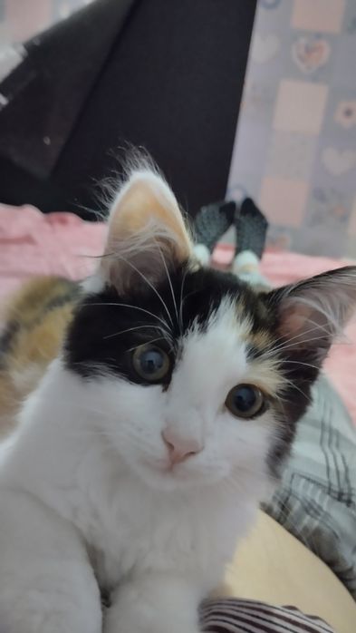 Маленькие детки  ищут маму