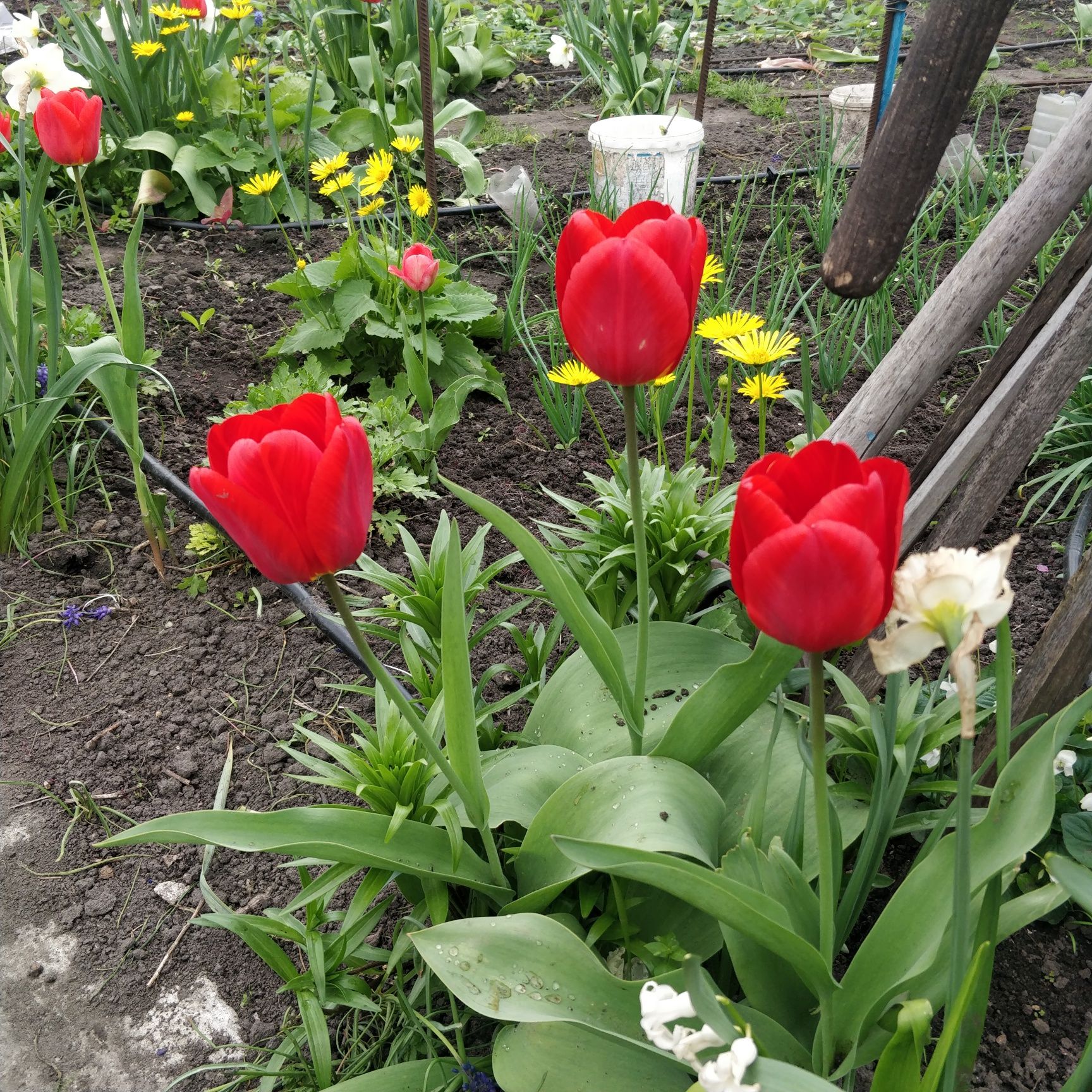 Фиалка садова тюльпаны сныть