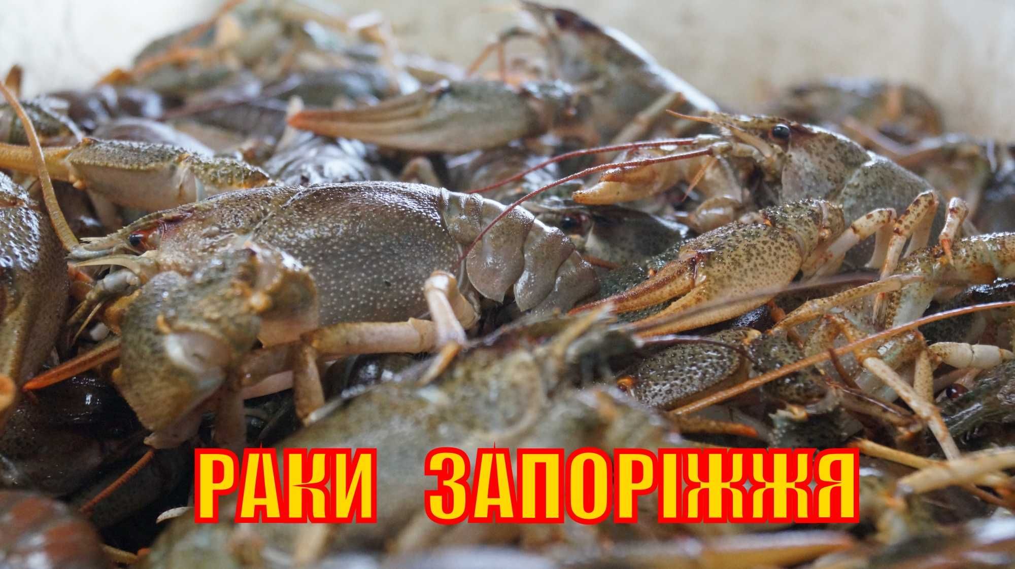 РАКИ Запорожье Запорож. р-н