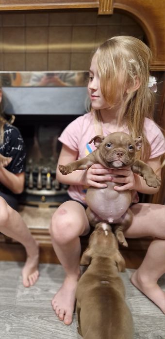 Доступны Экзотические Американский Булли