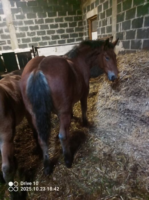 Ogier klacz Źrebaki pkz zimnokrwiste