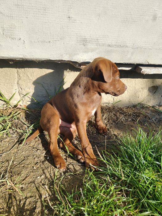 Patterdale terrier Zkwp FCI