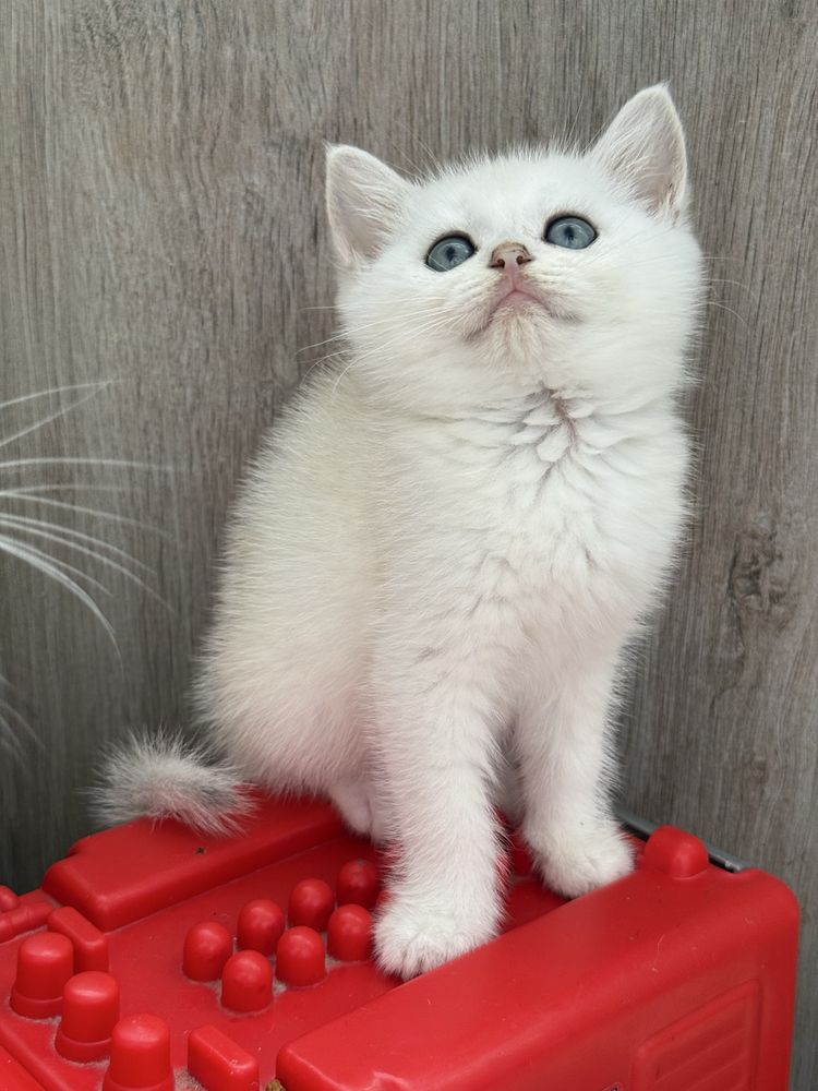 Macho chincila silver  british shorthair
