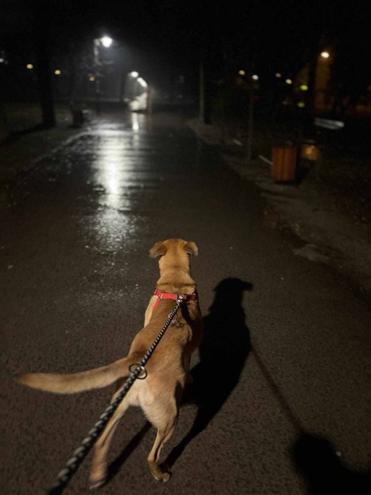 Fiolka - ruda, średniej wielkości, młoda suczka do pilnej adopcji