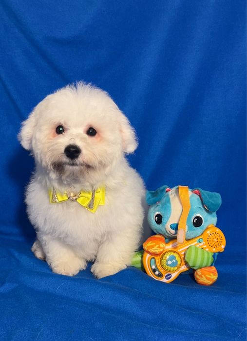 Пухнасте щастячко