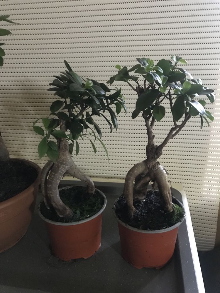 Rodzina Bonsai duza kpl. 3 szt.