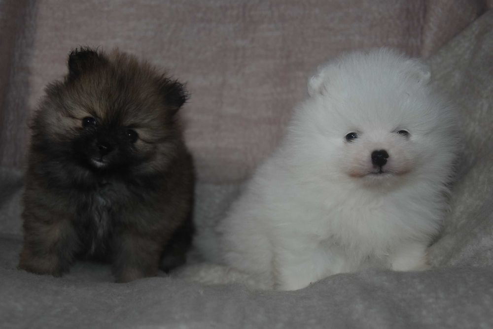 szpic miniaturowy pomeranian