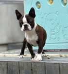 Boston terrier FCI wyjątkowy chłopiec.