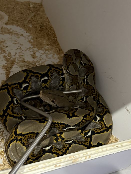 Samica weza niezbozowego z lipca 2021