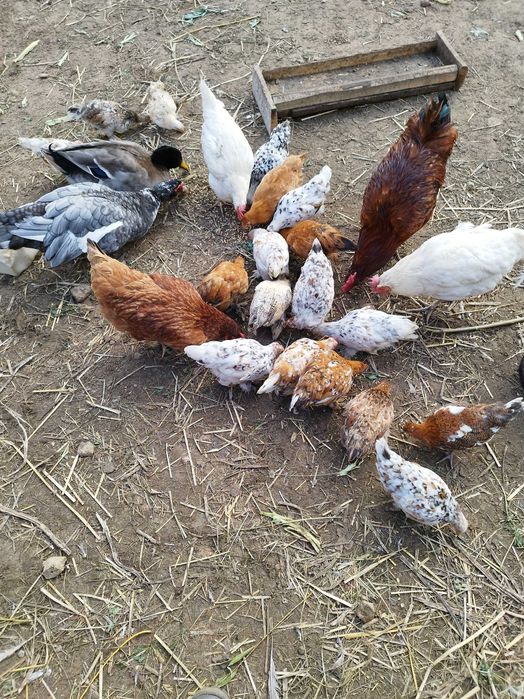 Małe kurki liliputki