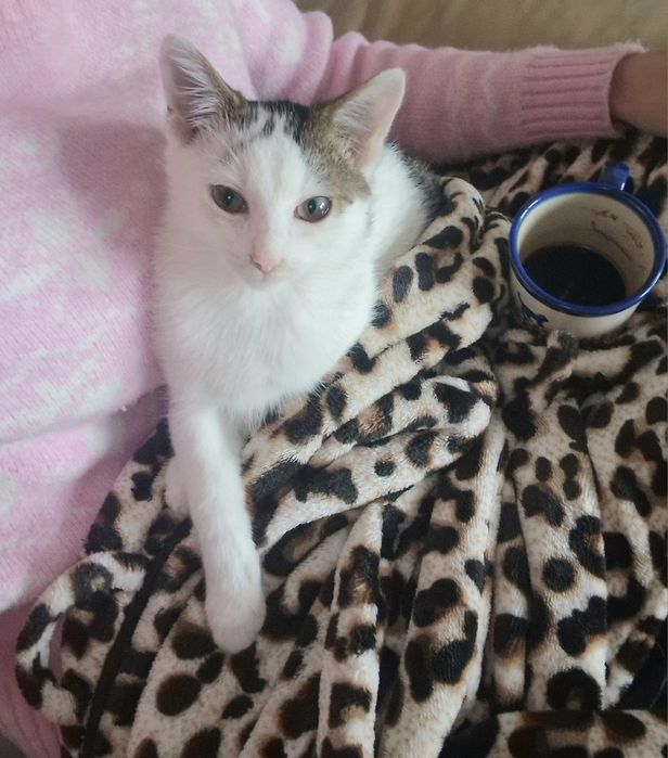 Największy słodziak Precelek do adopcji