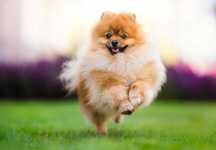 Szpic miniaturowy Pomeranian chłopak po utytułowanych rodzicach