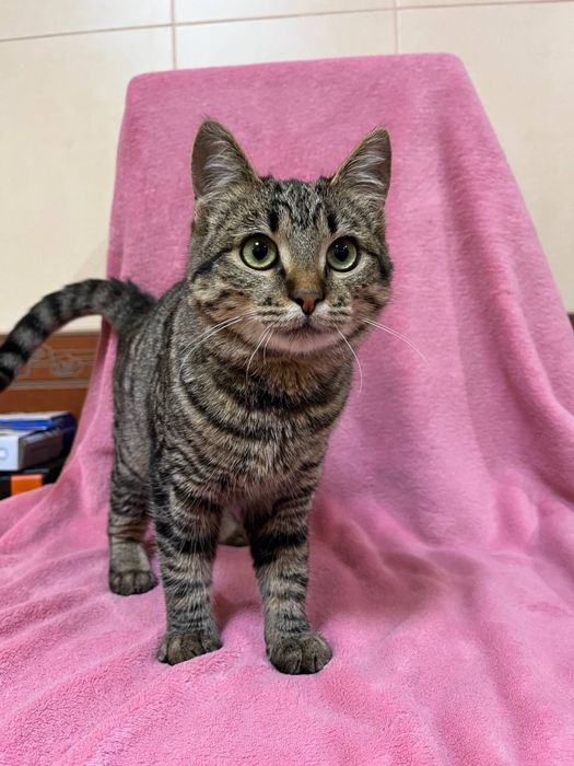 Кошеня підліток дівчинка смугаста 5-6 міс. Дуже ласкава! Шукає сімʼю!