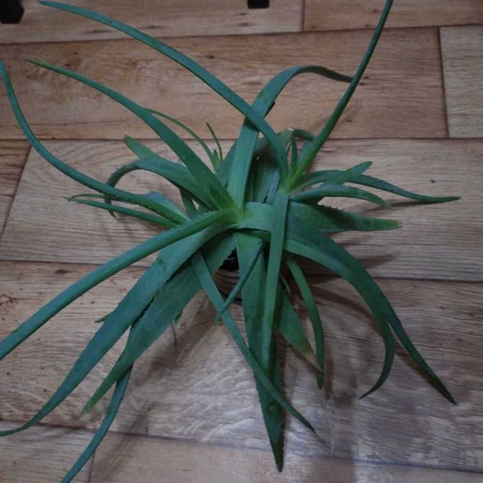 Алое вера для лечения косметологии