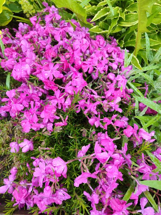 Кущі, хвойні, ожина, декоративні трави, грунтопокривні і інші рослини