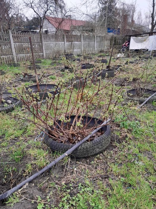 Sprzedam 4,5-letnie sadzonki jagody kamczackiej Wojtek.