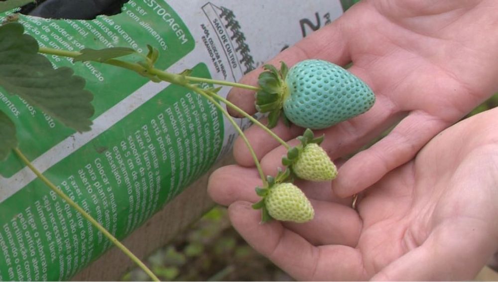 Sementes de Morango Azurina