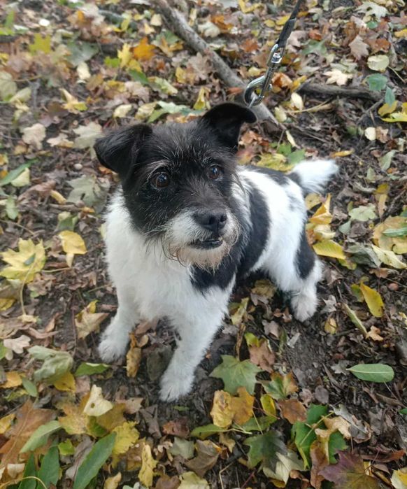 Śliczny, kochany, przytulasny, grzeczny, bezdomny piesek prosi o dom