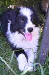Suczka Border Collie