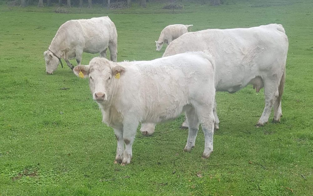 Byki mięsne 100 % rasy CHAROLAISE - odsadki