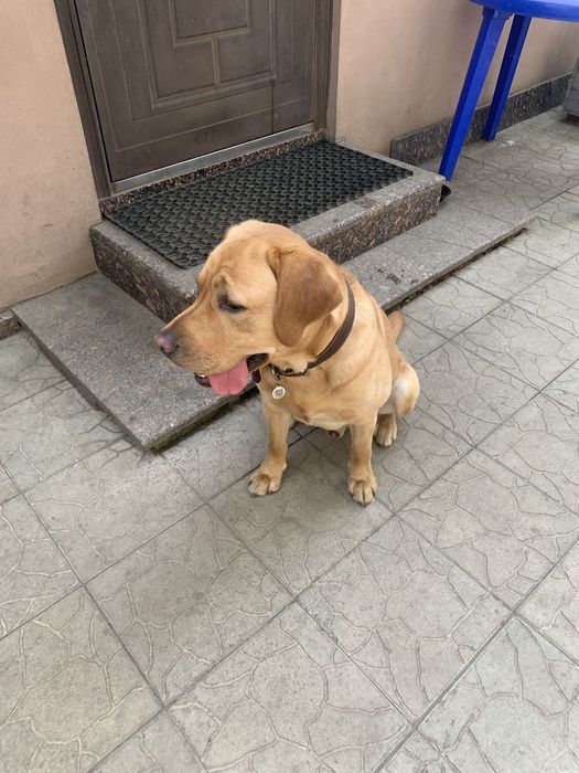 Вязка Лабрадор