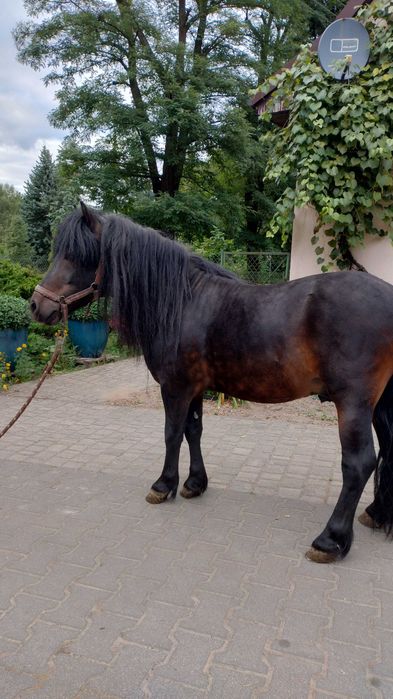 Kucyk szetlandzki ogierek