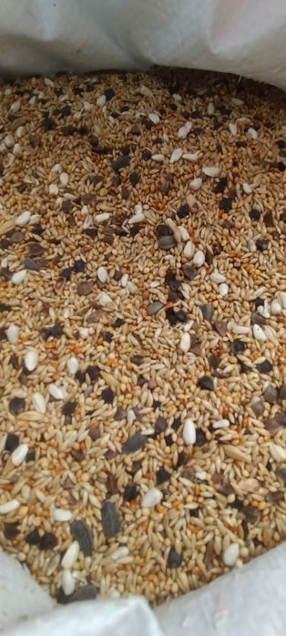 Pokarm papuga przepiórka gołąbek kury super cena 25kg