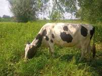 Продам корову, 6 років, тільна 5 місяців,хороше молоко.