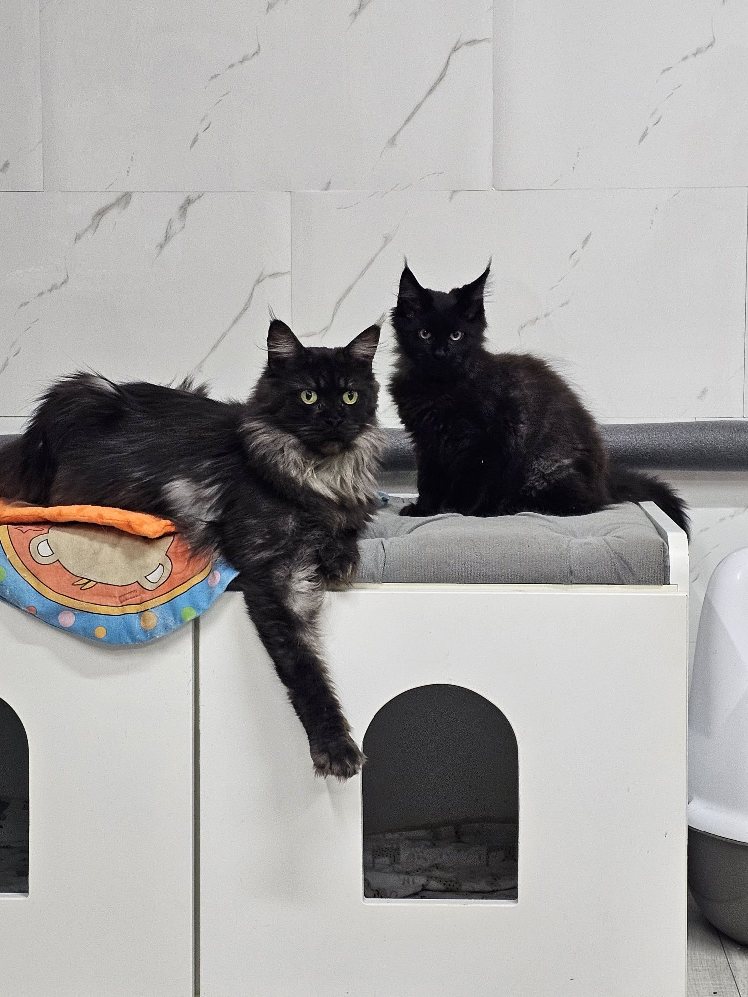 Maine Coon NS Kocur