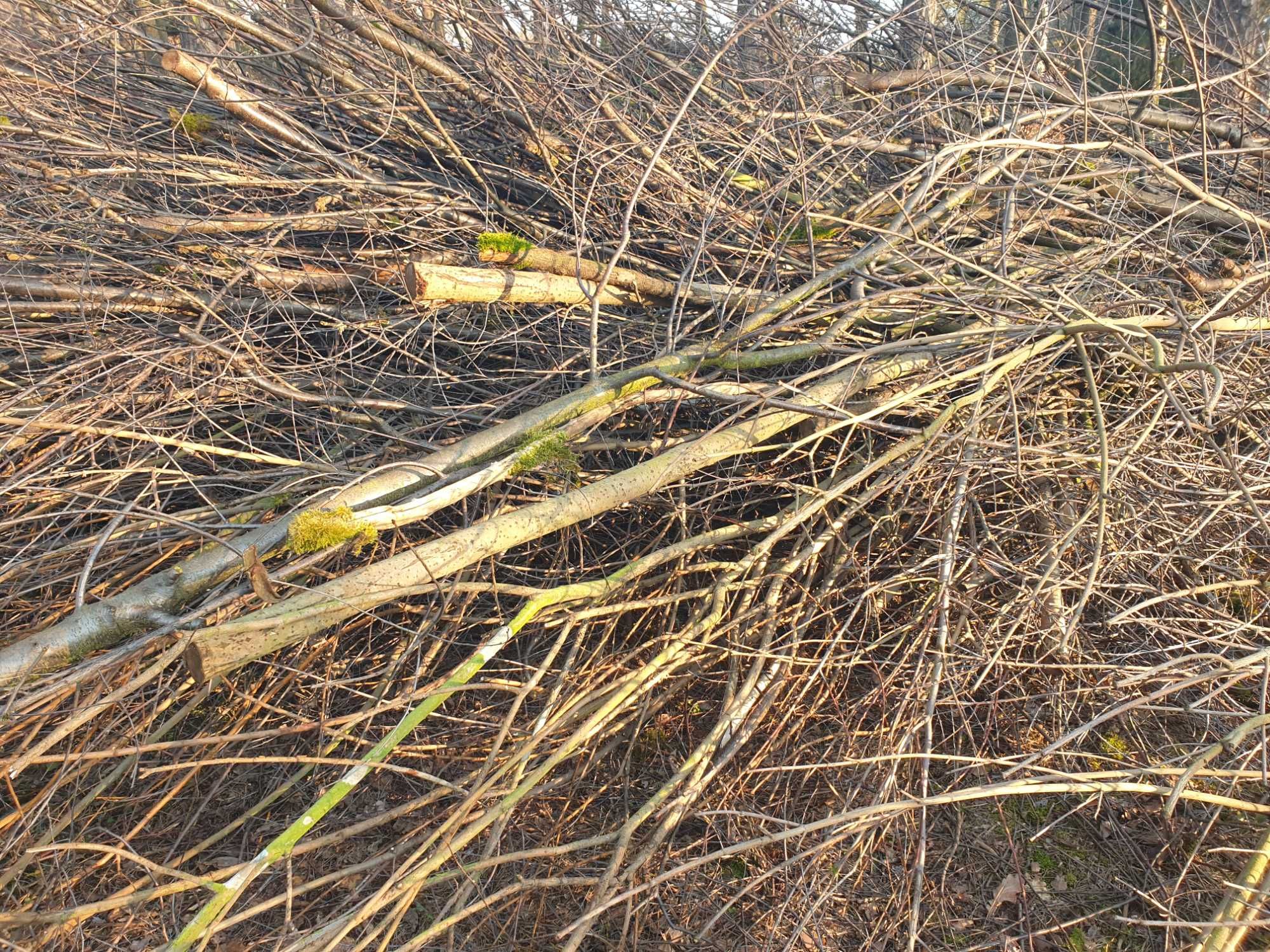 Oddam za darmo drewno